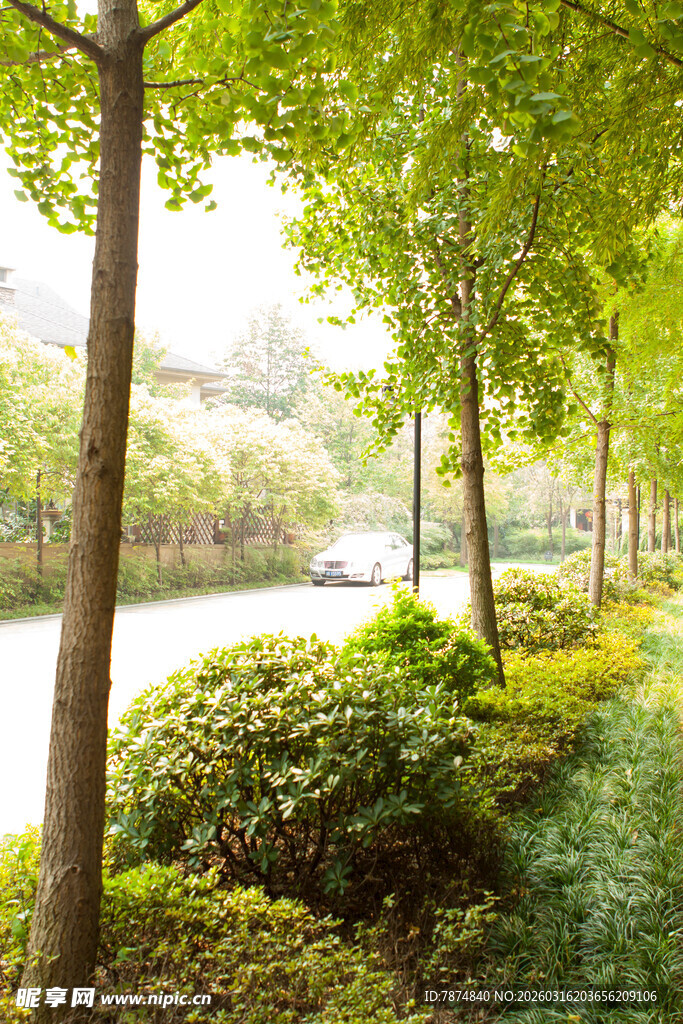 林荫道路 绿意盎然的景致