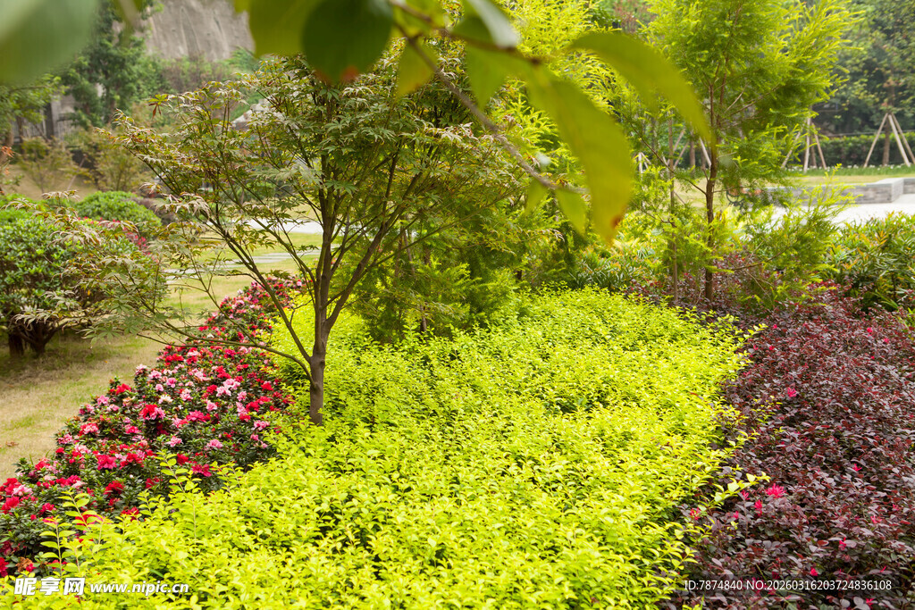 多彩植物装点的美丽花园