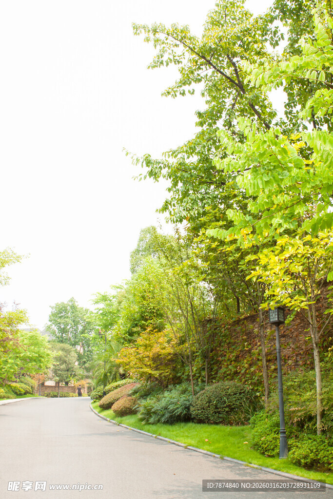 林荫道路 绿意盎然景致