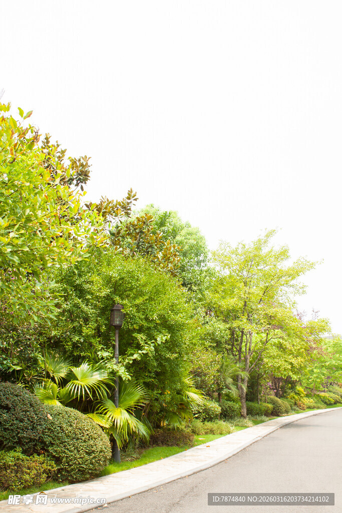 路边绿意盎然的繁茂植被