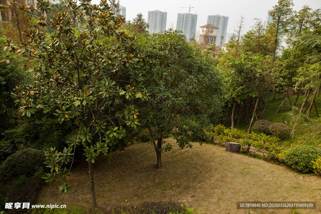城市中的静谧绿植景观