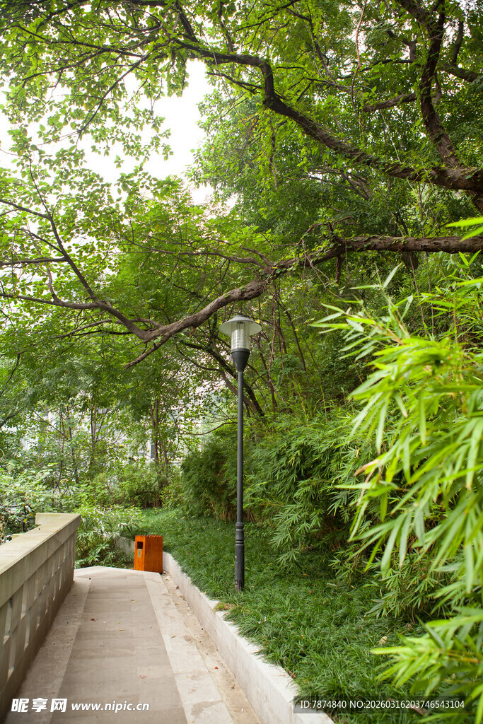 绿荫环绕的静谧步道