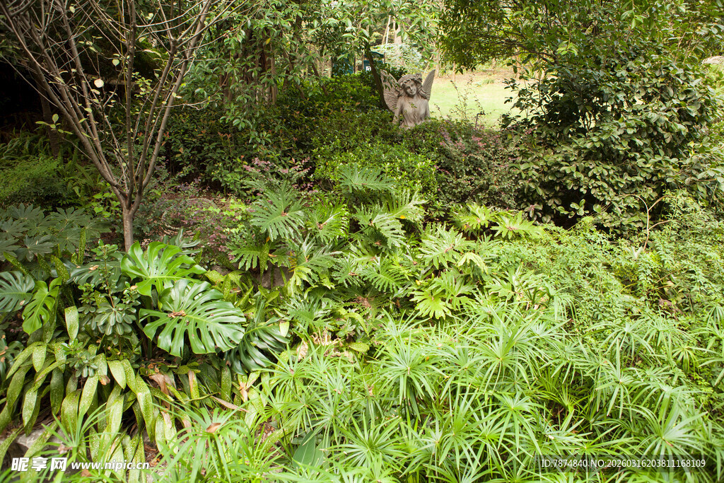 茂密丛林中的绿色植物景观