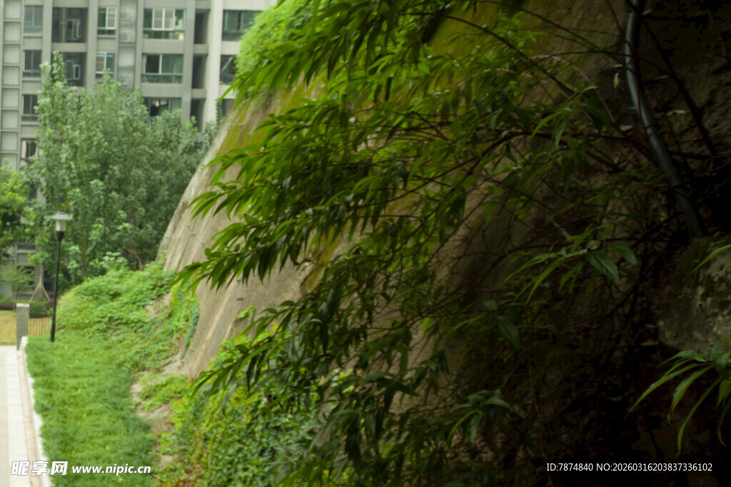 城市中葱郁的绿植景观