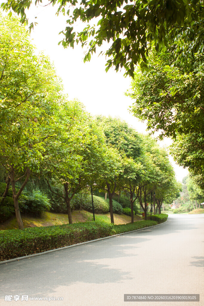 林荫大道绿意盎然