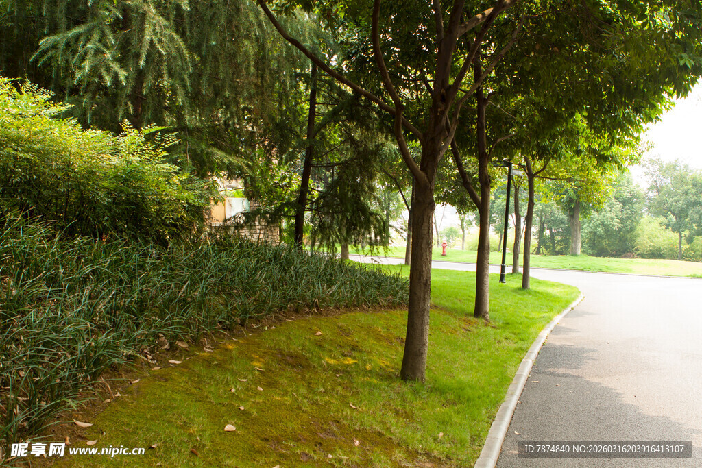 林荫小道 静谧自然景致