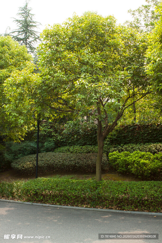 路边葱郁绿树与繁茂植被