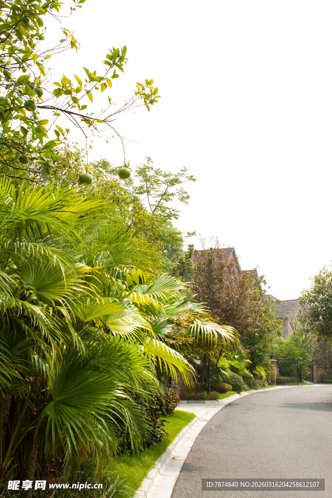 绿意盎然的林间蜿蜒小路