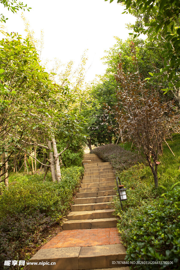林间小径 静谧自然之景