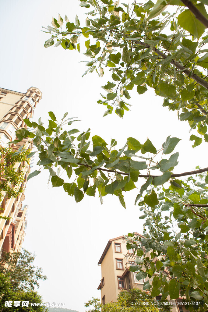 楼间绿树生机盎然