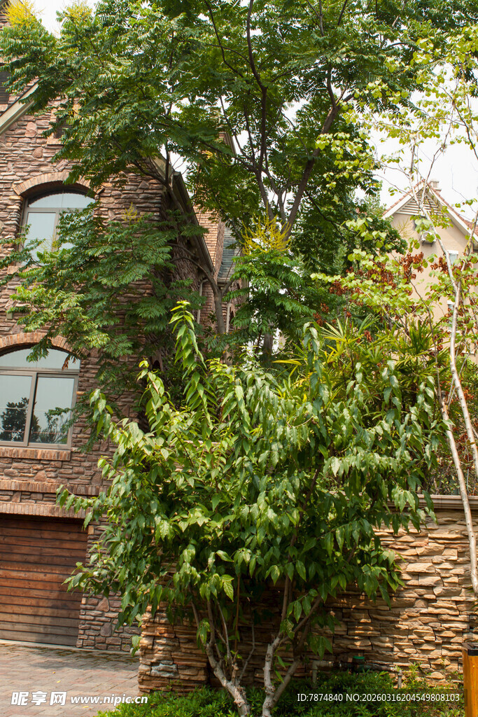 庭院中繁茂树木环绕的房屋