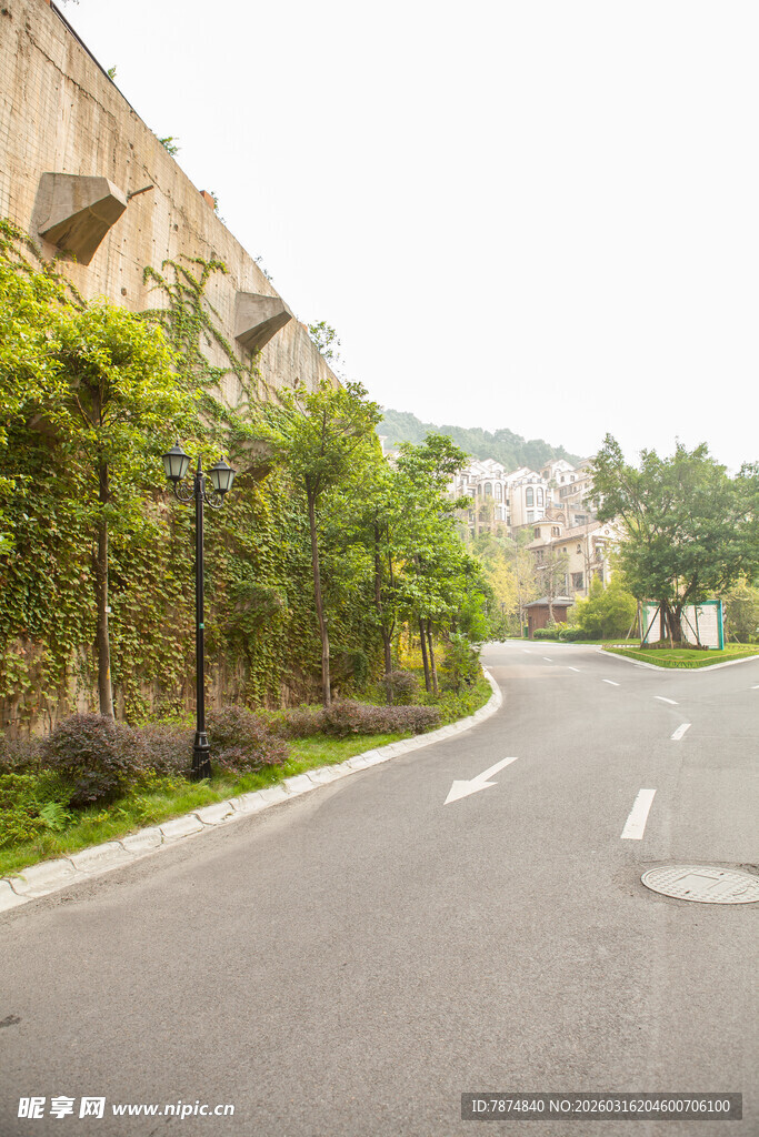 宁静街道旁绿植环绕风景