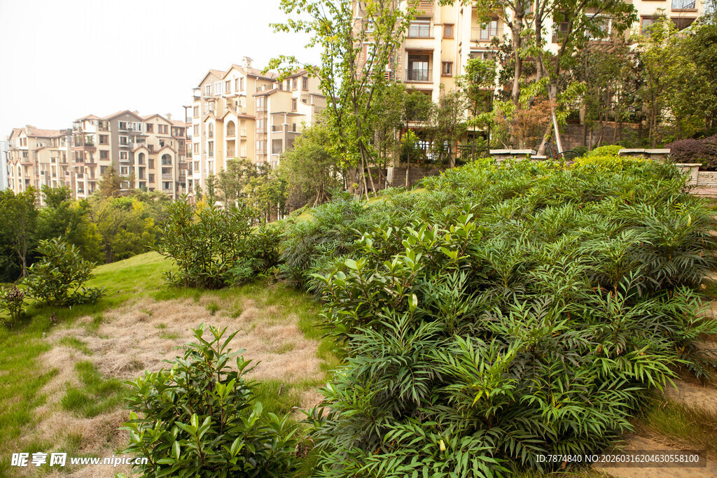 小区内的绿植景观