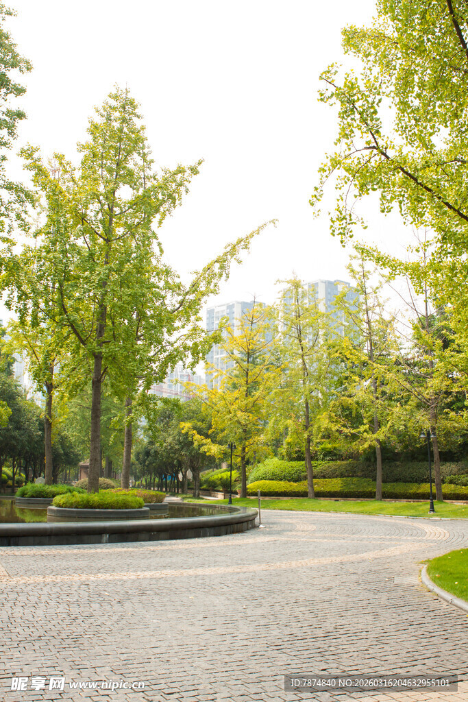 城市中静谧的林荫公园小道