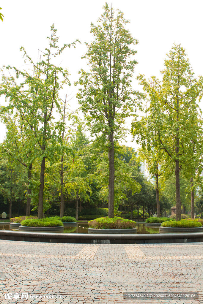 城市中的葱郁绿树景观