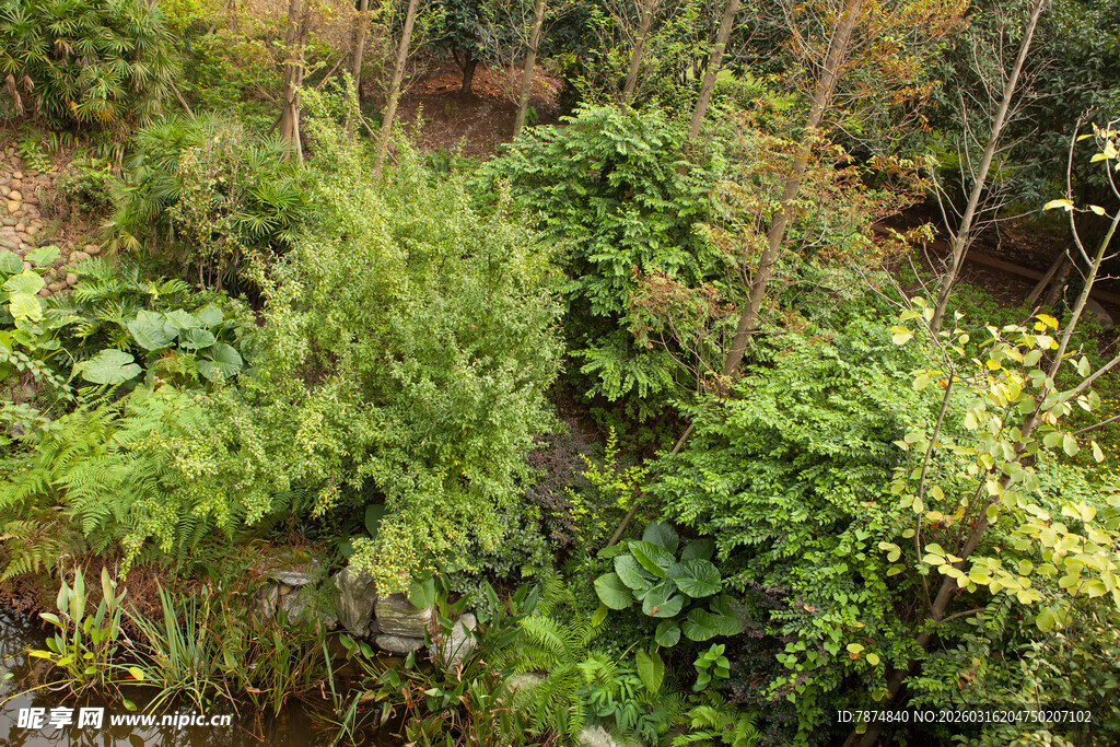 繁茂绿植景观