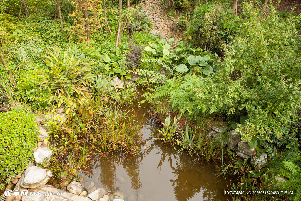 自然风庭院中的清幽小水池