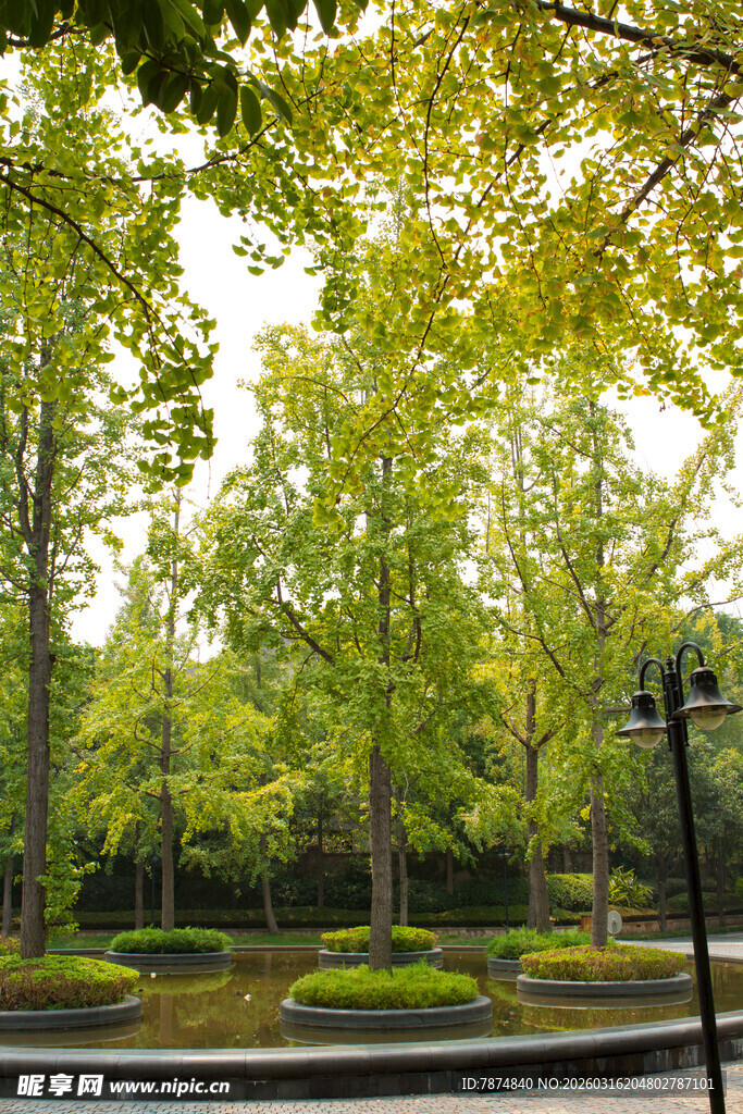 城市中的静谧绿树景观