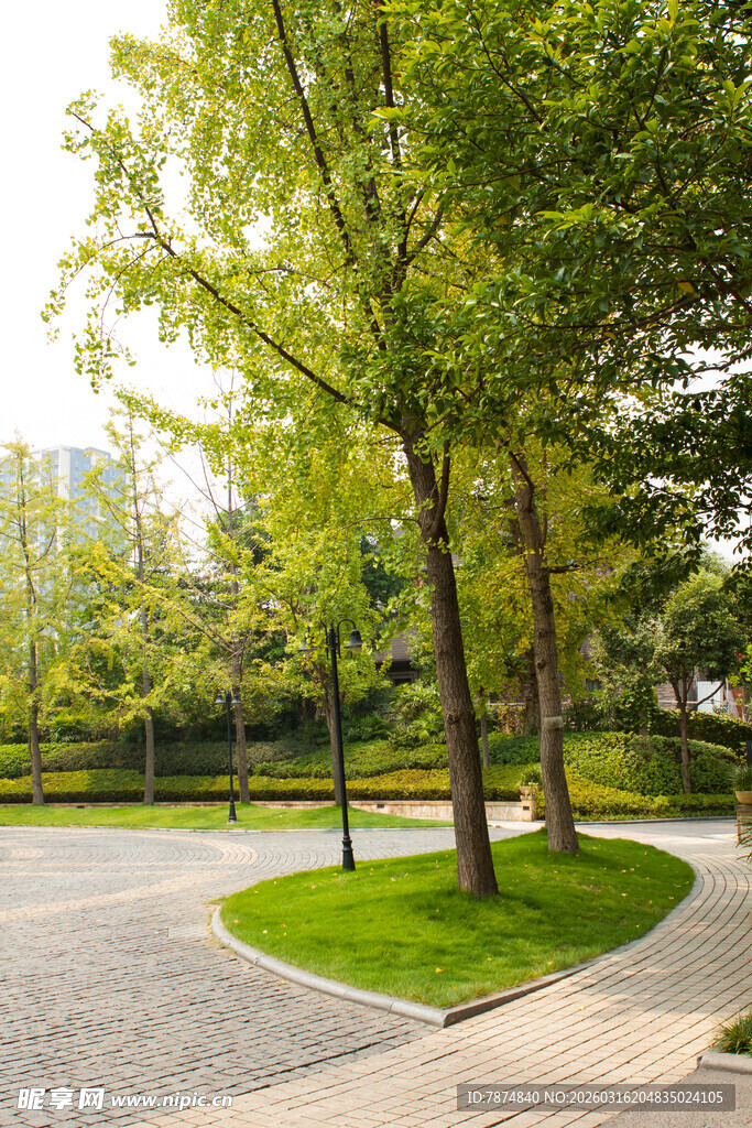 公园中的绿树与蜿蜒小径