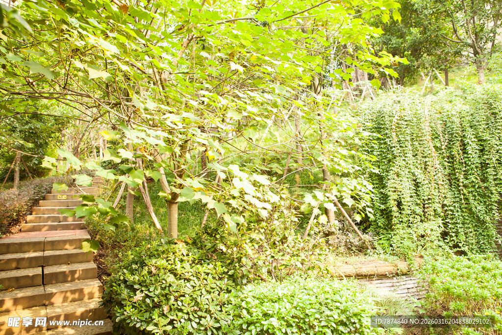 静谧绿植环绕的石阶景致