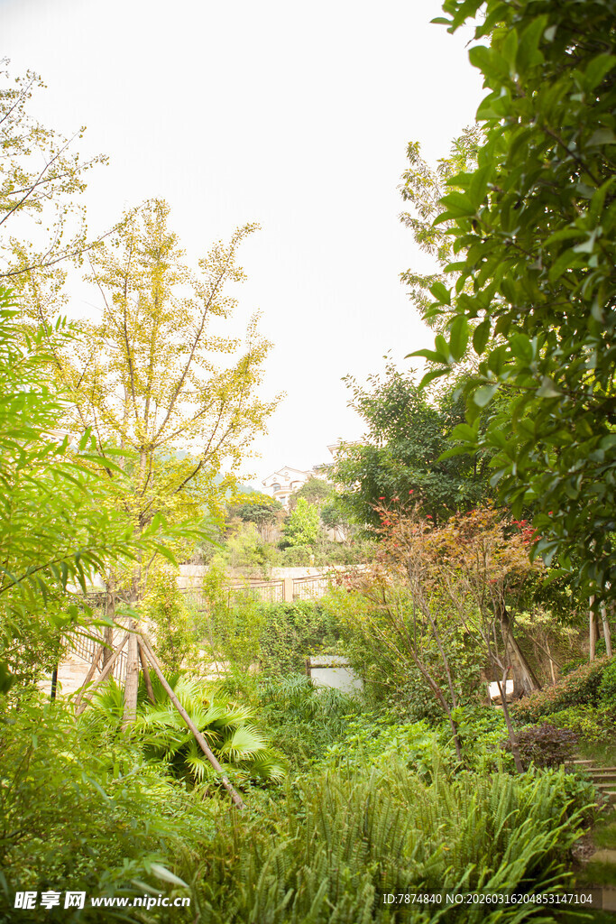 绿意盎然的户外自然景致