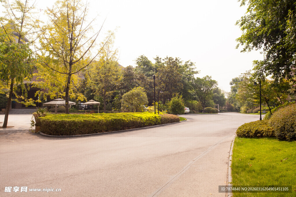 林荫大道的清新自然风光