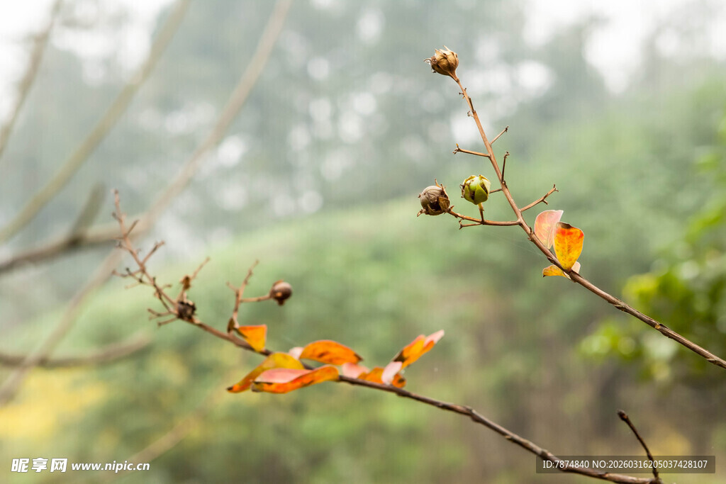 秋日枝头的斑斓叶片
