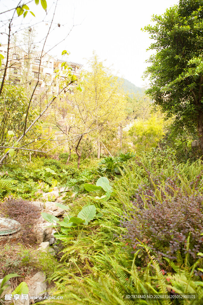 自然绿意盎然的户外景致