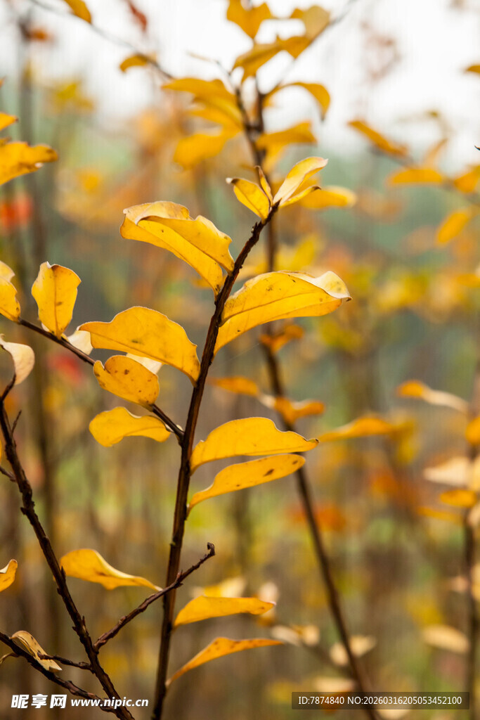 秋日枝头的金黄叶片