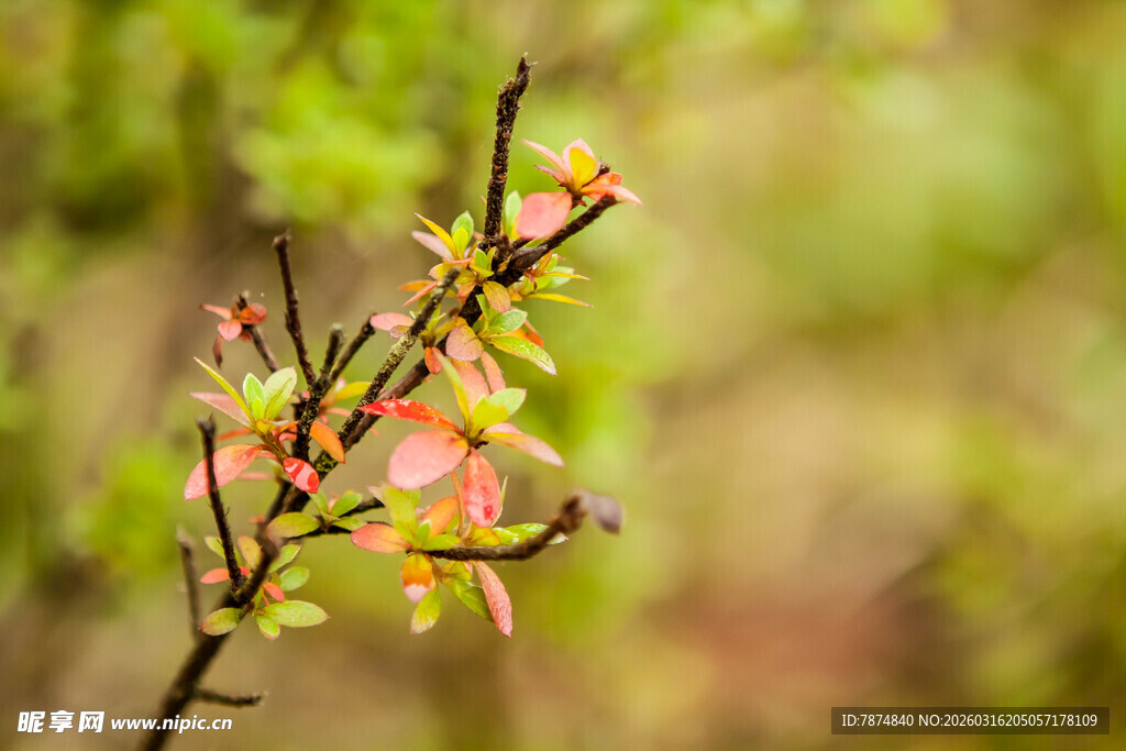 枝头新绿与繁花初绽