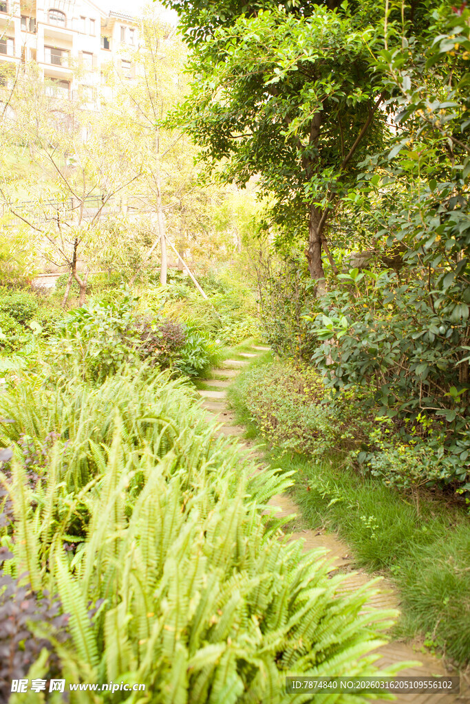 绿意盎然的林间小径