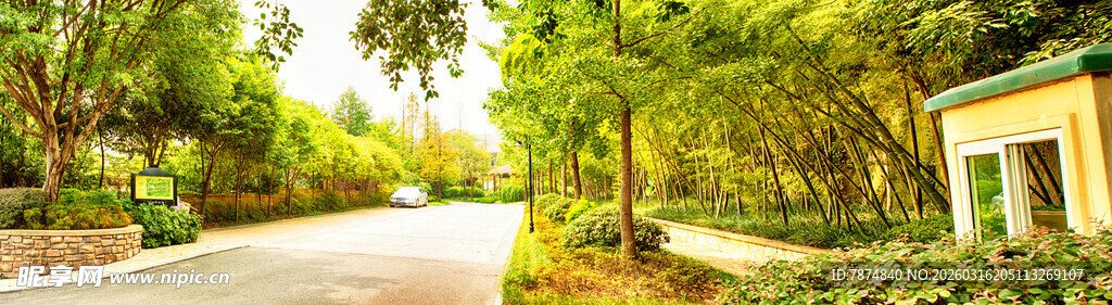 林间小道旁的清新景致