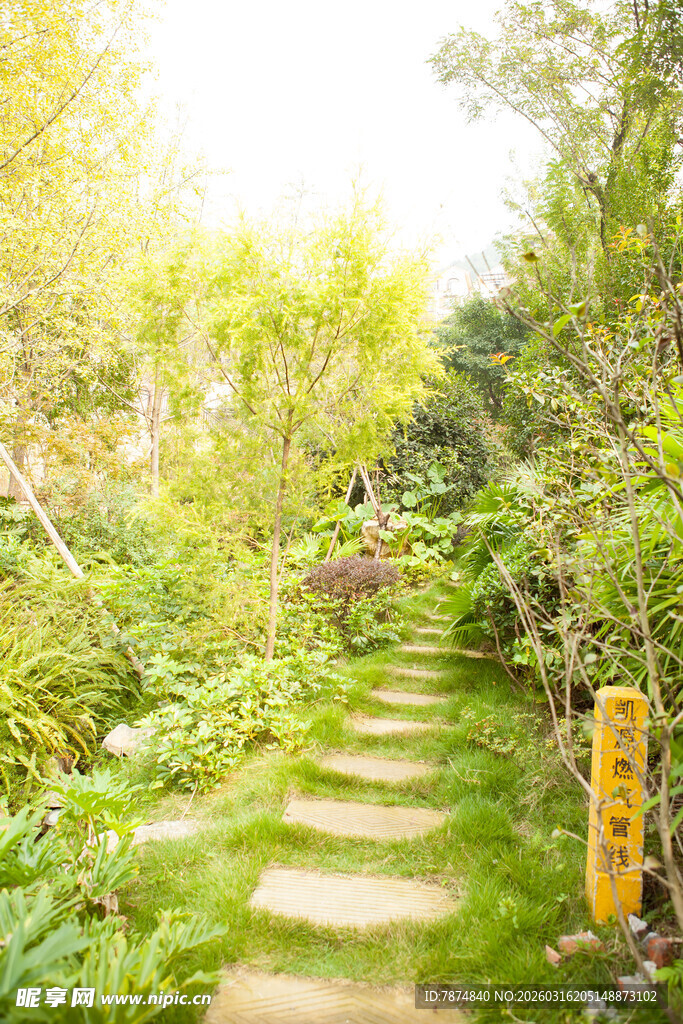 林间小径 绿意盎然的自然景