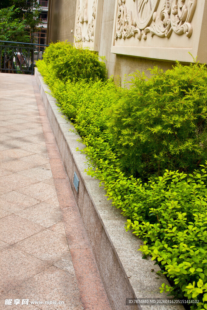 路边整齐绿植景观