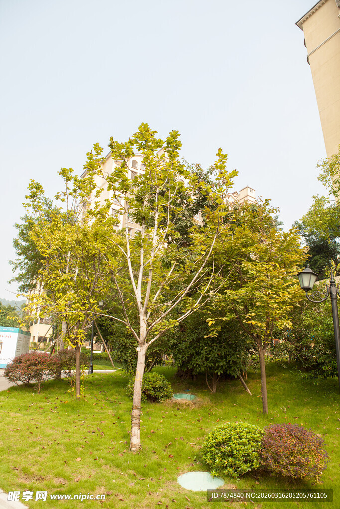 小区内的绿树与草坪景观