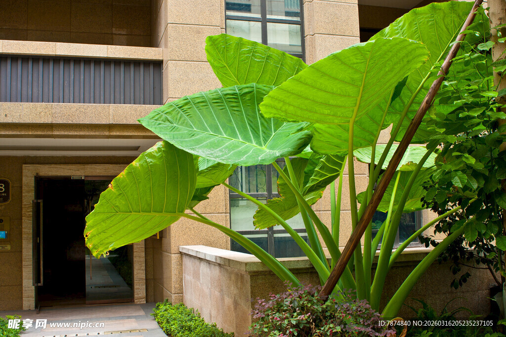 门前大叶绿植生机盎然
