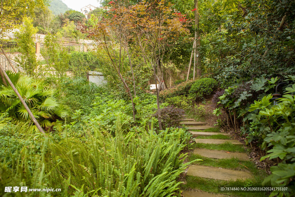 林间石径 绿意盎然的景致