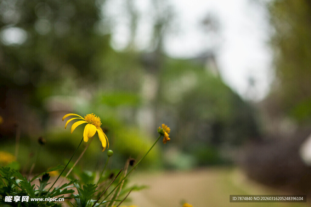 花园中绽放的黄色小花