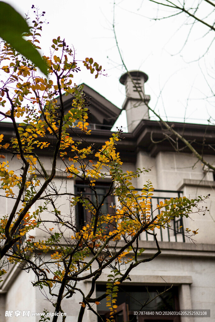 秋日古朴建筑与枝叶