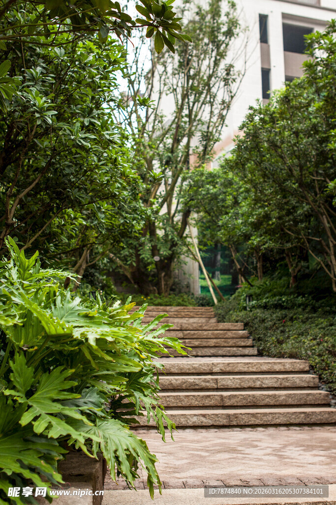 林间石阶 感受自然静谧