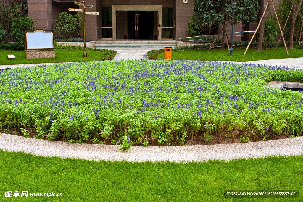花园景观中的多彩花卉