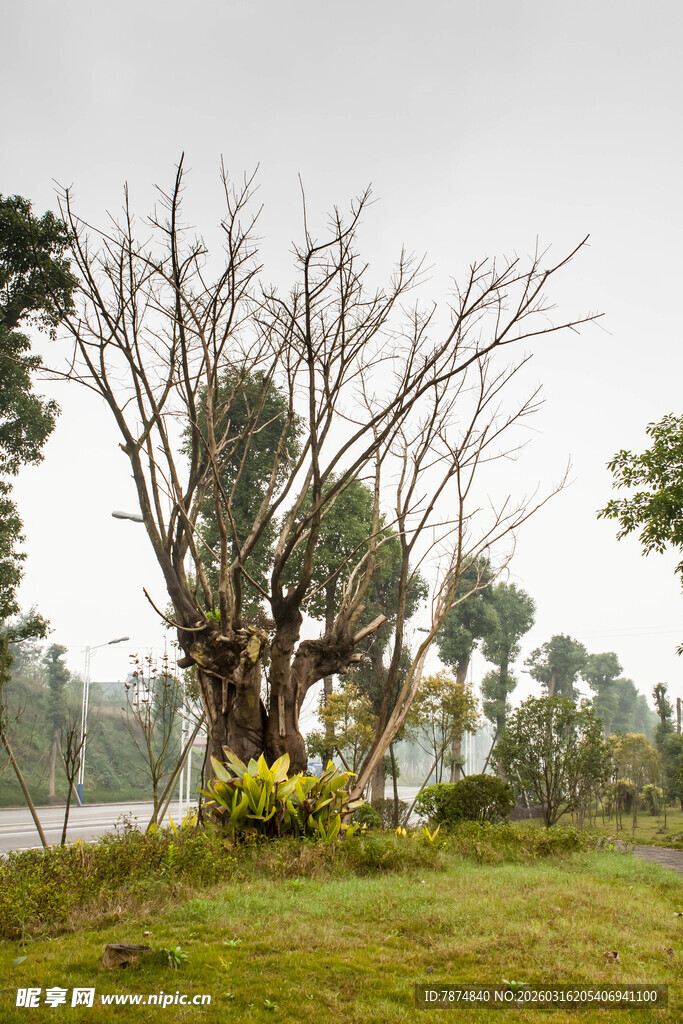 枯树立于绿野间