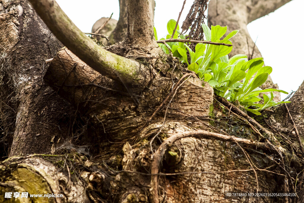 老树盘根处的新生绿意