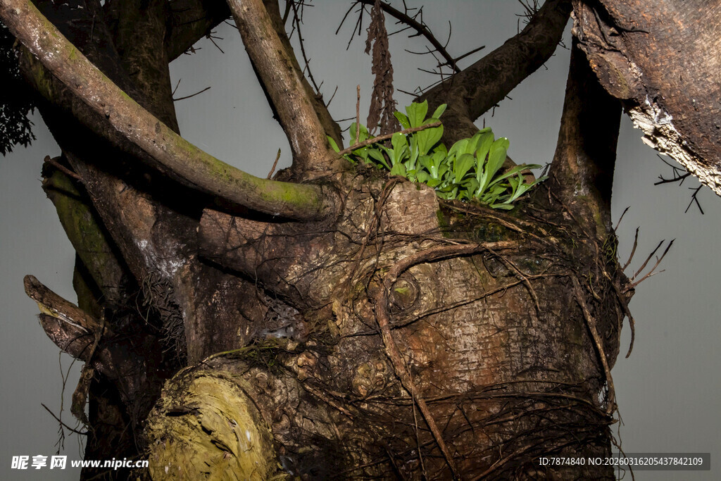 树根上的绿意生机