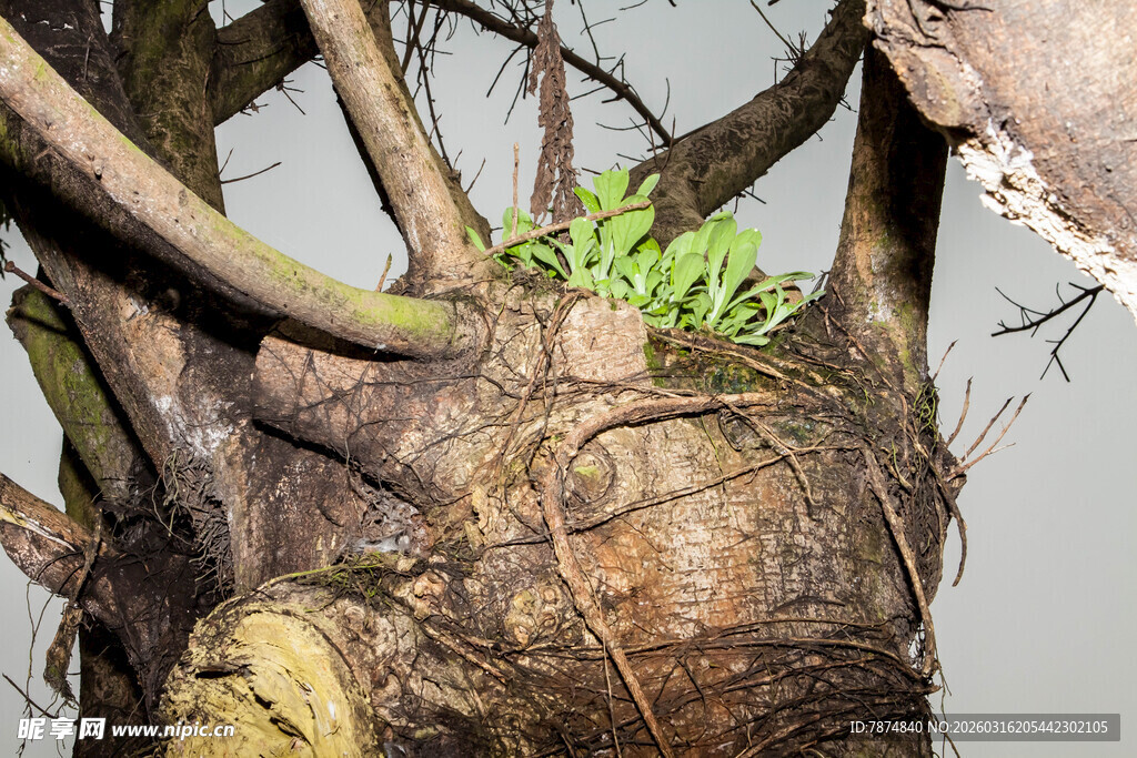 老树残根上的新绿生机