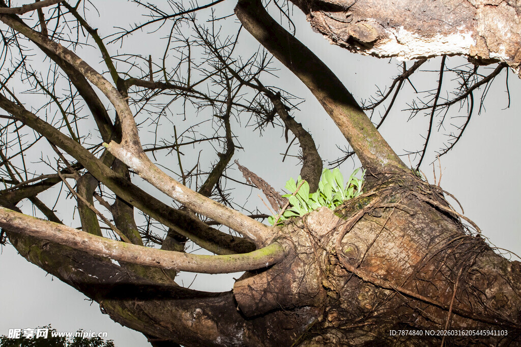 枯木逢春 新生绿意初绽