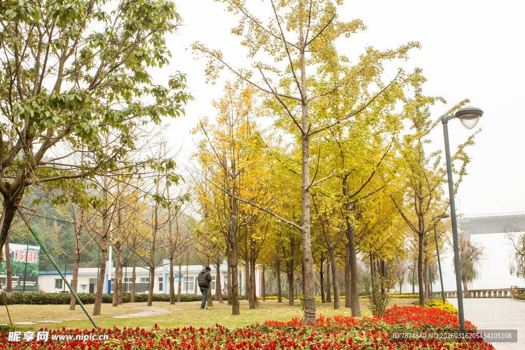 秋日公园林荫与花卉景致