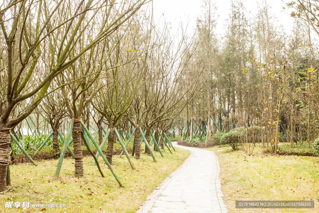 林间小径 冬日树木景致