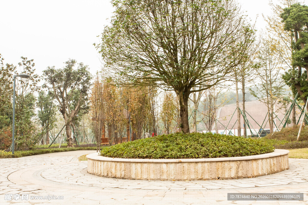 圆形花坛中的挺拔树木