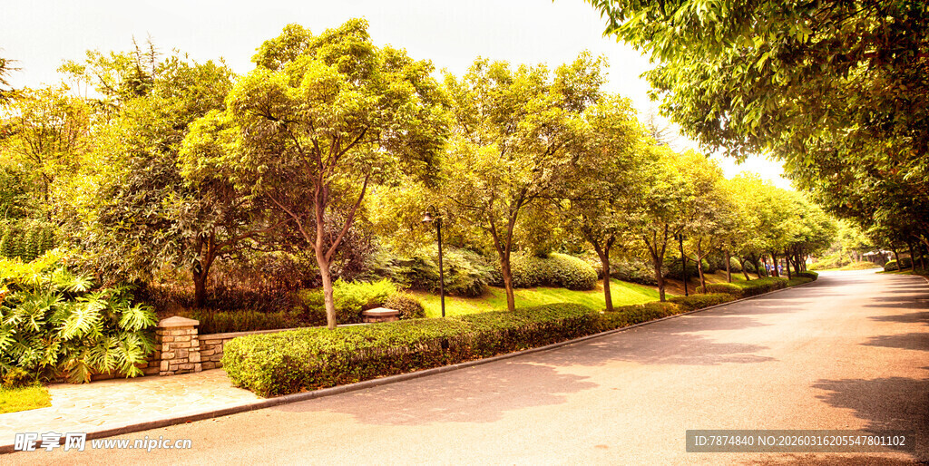 林荫大道 绿意盎然的景致